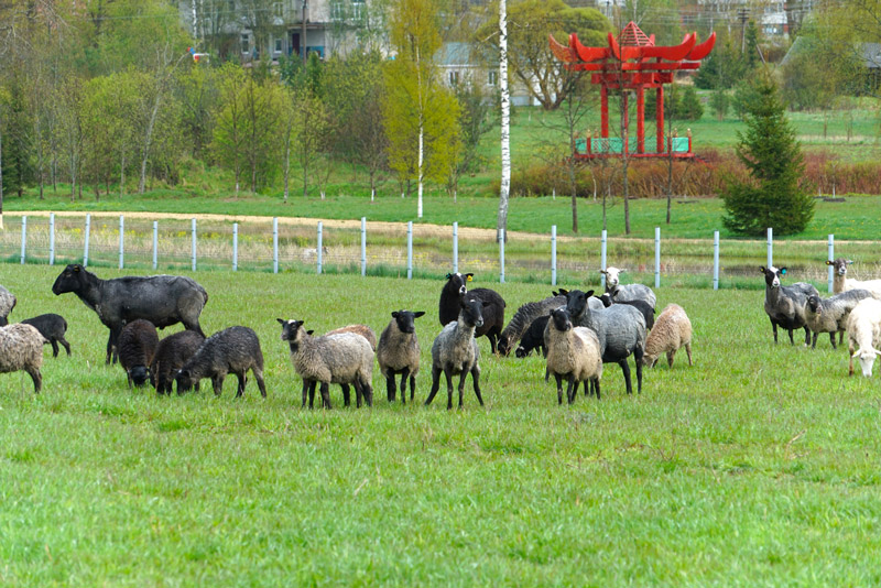 Château d’Ainay-le-Vieil, jumelage Domaine de Marino (Russie), la ferme et ses animaux : les moutons