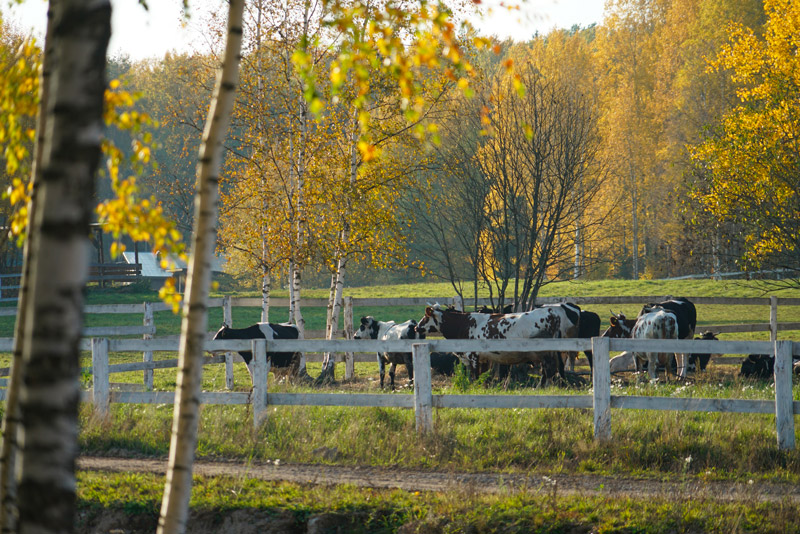 Château d’Ainay-le-Vieil, jumelage Domaine de Marino (Russie), la ferme et ses animaux : les vaches paissent sous les bouleaux de l'automne