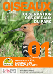 Huppe oiseau en train d'attraper un insecte. Château d'Ainay-le-Vieil